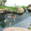thiet-ke-thi-cong-ho-ca-koi-2-san-vuon-a-dong